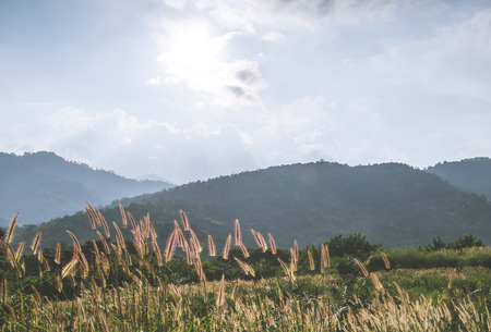 Grass on the mountainの写真素材