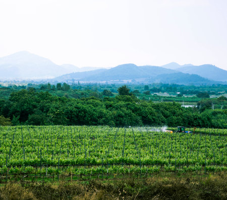 vineyardの写真素材