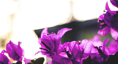 Bougainvilleaの写真素材