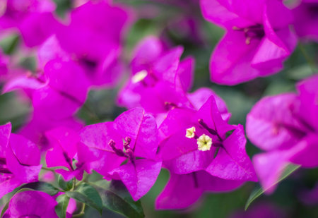 Bougainvillea