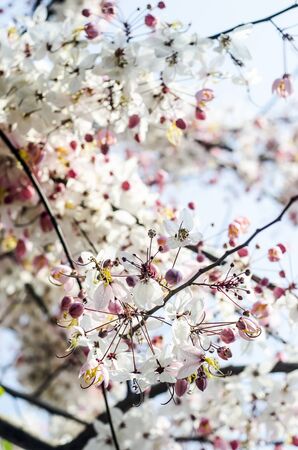 wildflowersの写真素材