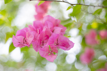 bougainvillea