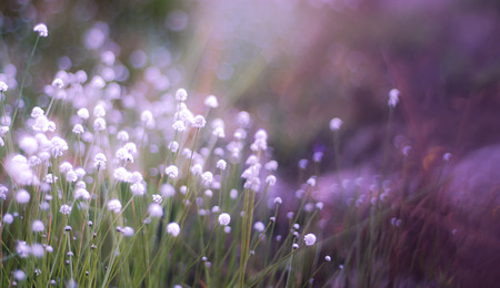 Flower background blurの写真素材