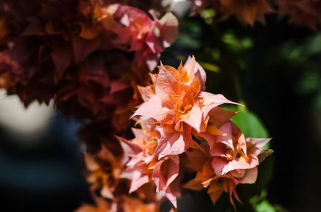 Beautiful bougainvillea flowers in summer.