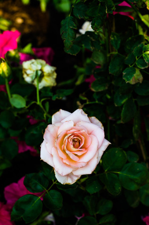 White roses in the garden with sun light in the morning.の写真素材