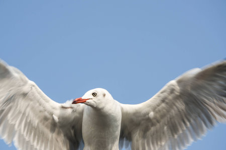 Seagull over the seaの写真素材
