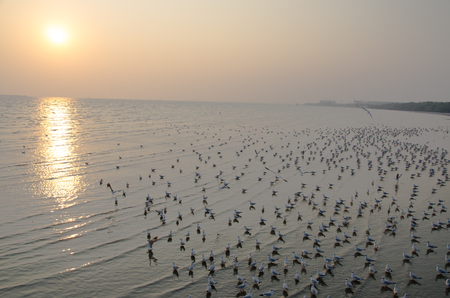 Seagull over the seaの写真素材