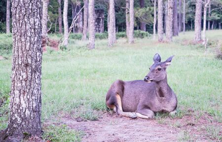 Phu Kradueng National Park Loei Province Thailandの写真素材