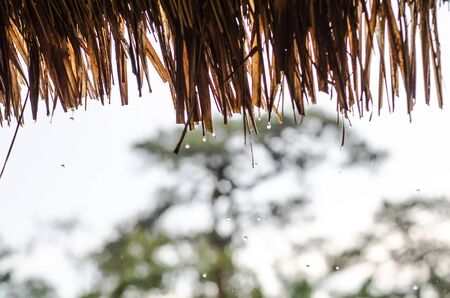 Phu Kradueng National Park Loei Province Thailandの写真素材