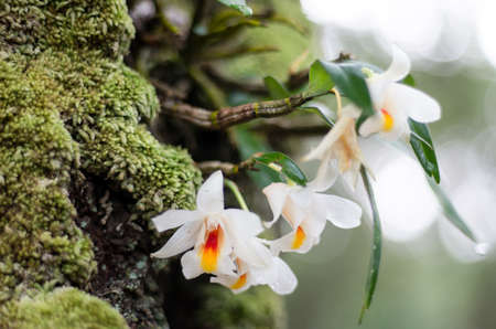 Phu Kradueng National Park Loei Province Thailandの写真素材