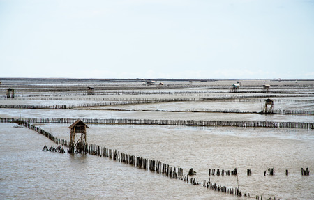 Oyster farm landscape in Bang Taboon  thailandの写真素材