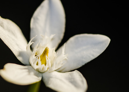The beauty of the blossom Macro