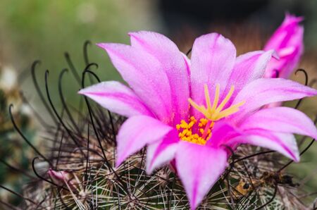 Cactusの写真素材