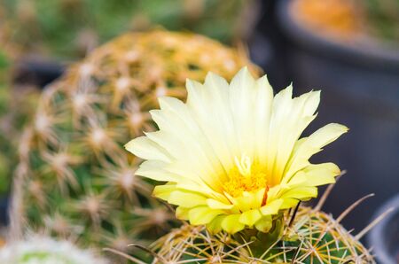 Cactusの写真素材