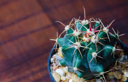 Cactusの写真素材