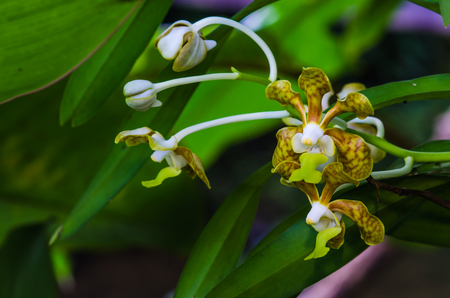 The beauty of the flowerの写真素材