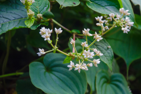 The beauty of the flowerの写真素材