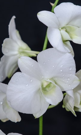 The beauty of the White orchids bloomingの写真素材