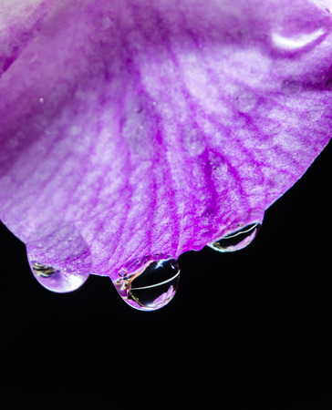 Beauty of water drops on the orchid flowers that are blooming.の写真素材