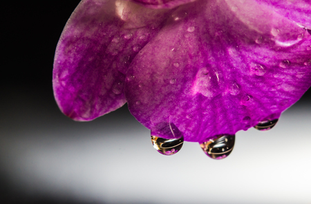 Beauty of water drops on the orchid flowers that are blooming.の写真素材