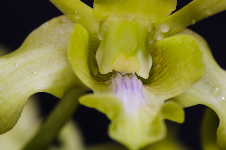 The beauty of orchids blooming yellow flowers on a black background.の写真素材