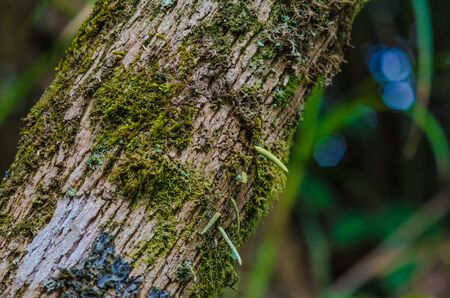 Moss in the forest , Soft focus imageの写真素材