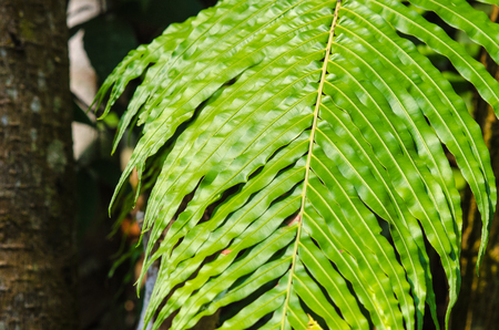 The beauty of details on the leaves.の写真素材