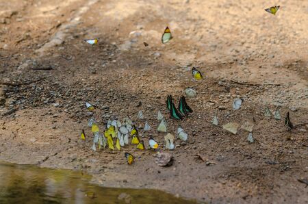 The beauty of butterflies that live in the forest, soft-focus images.