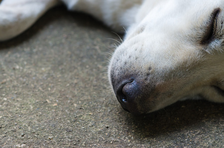 White Dog Soft-focus image