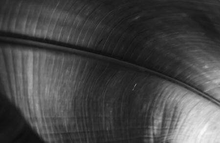 The surface of the leafの写真素材