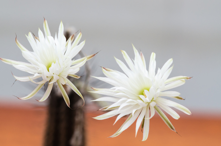 Cactus flowers are bloomingの写真素材