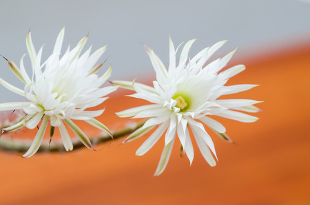 Cactus flowers are bloomingの写真素材