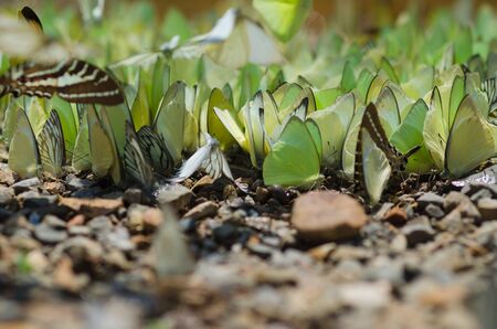 Flocks of butterflies live in the forest, soft focus image.の写真素材