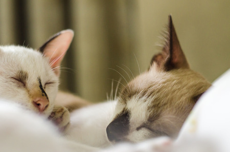 Cute cat sleeping on the couch soft focus image.の写真素材