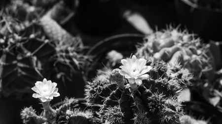 Cactus Garden soft focus image.の写真素材