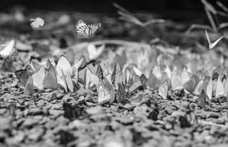 Flocks of butterflies live in the forest, soft focus image.の写真素材