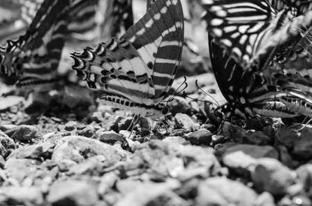 Flocks of butterflies live in the forest, soft focus image.の写真素材