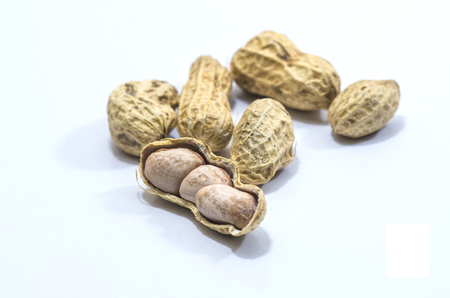 groundnut on a white background.