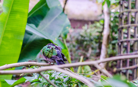Beautiful wild birds and rare soft-focus images.