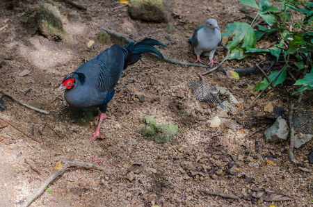 Beautiful wild birds and rare soft-focus images.の写真素材