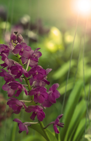 The beauty of the orchids in the garden Soft-focus image and filter lens flareの写真素材