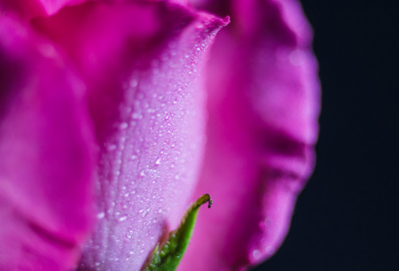 Pink roses on a black background.の写真素材