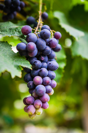 vineyard with ripe grapes in countrysideの写真素材
