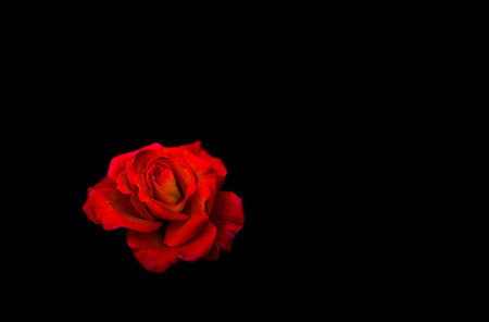 Red rose closeup on black background wallpaperの写真素材