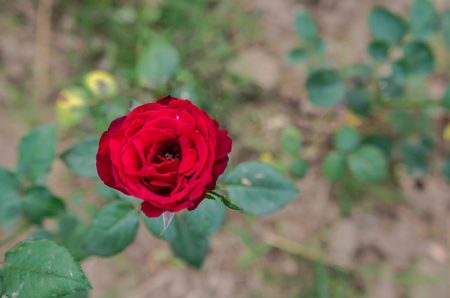 Red roses close up. Background.の写真素材