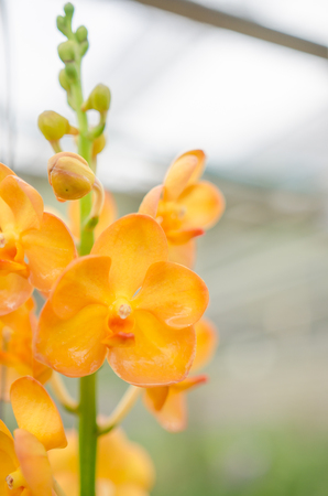 The beauty of the orchids in the garden hi key photoの写真素材