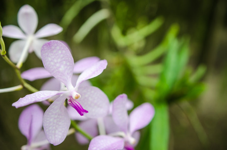 The beauty of the orchids in the garden hi key photoの写真素材