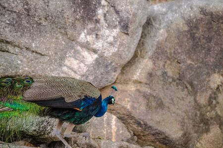 Indian peacock speciesの写真素材