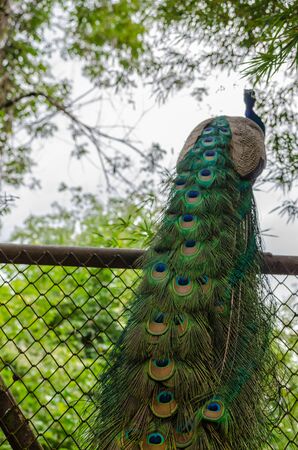 Indian peacock speciesの写真素材