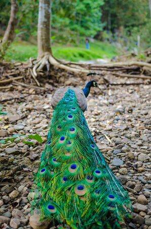 Indian peacock speciesの写真素材